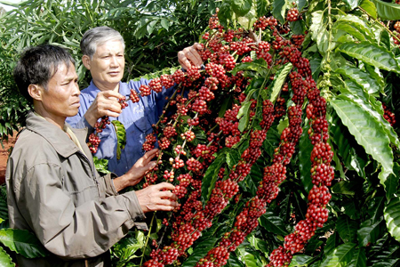 Giá nông sản hôm nay 17/10: Giá cà phê tăng 100-300 đ/kg, giá tiêu ổn định