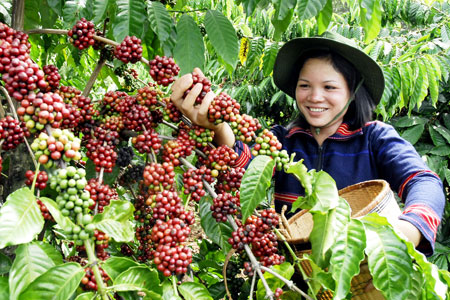 Giá nông sản hôm nay 27/10: Giá cà phê và giá tiêu đều tăng