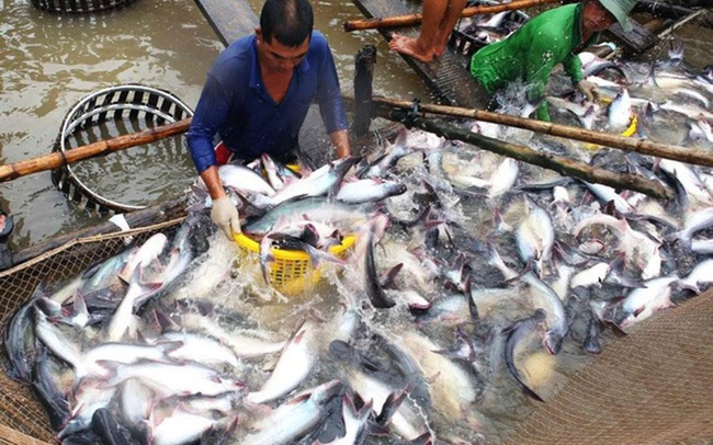 Giá cá tra tăng đột biến, người nuôi lãi lớn