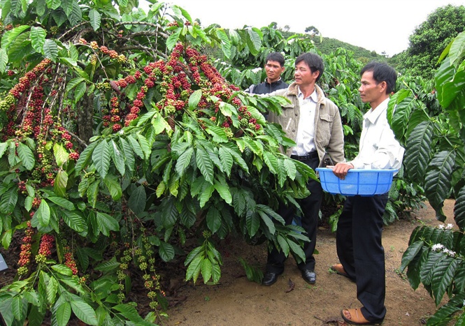 Giá nông sản hôm nay 12/11: Giá cà phê tăng nhẹ, giá tiêu giảm 2.000 đ/kg