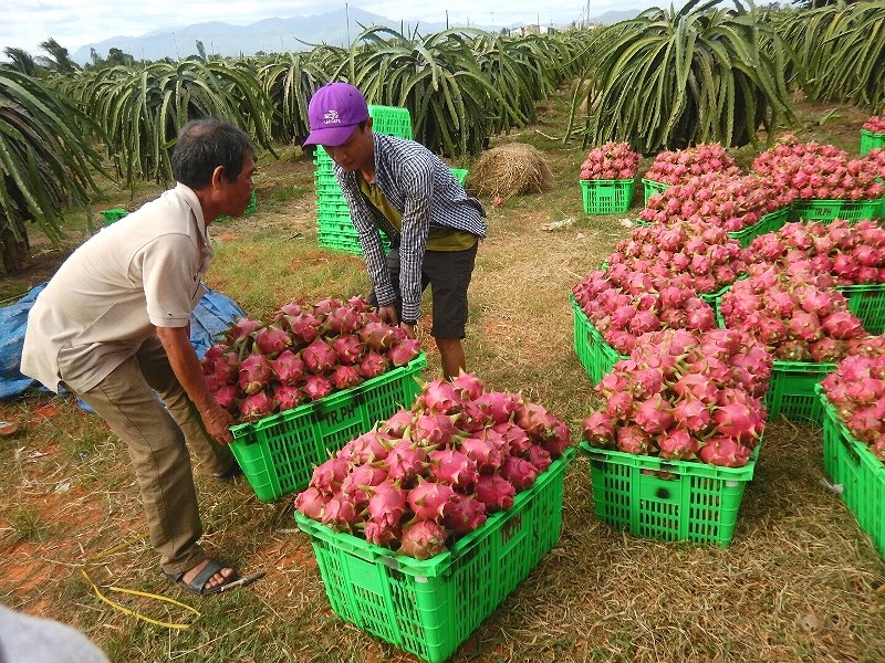 Tiêu dùng trong tuần: Vàng, trứng rớt giá thê thảm, trong khi giá rau, tôm, thanh long tăng mạnh