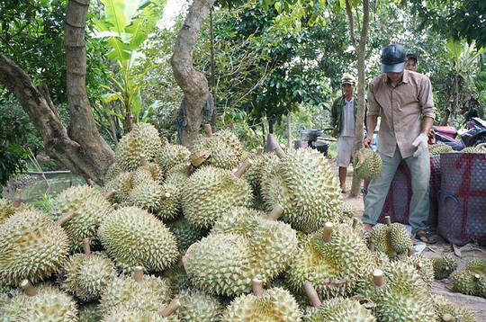 Tiêu dùng trong tuần: Giá vàng, sầu riêng và rau tăng, trong khi giá xăng dầu, bưởi, cam giảm mạnh