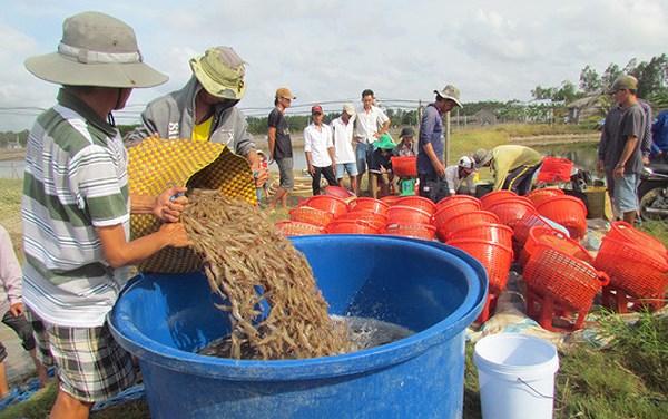 Giá tôm chân trắng tăng mạnh dịp cuối năm