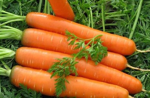 cà rốt 