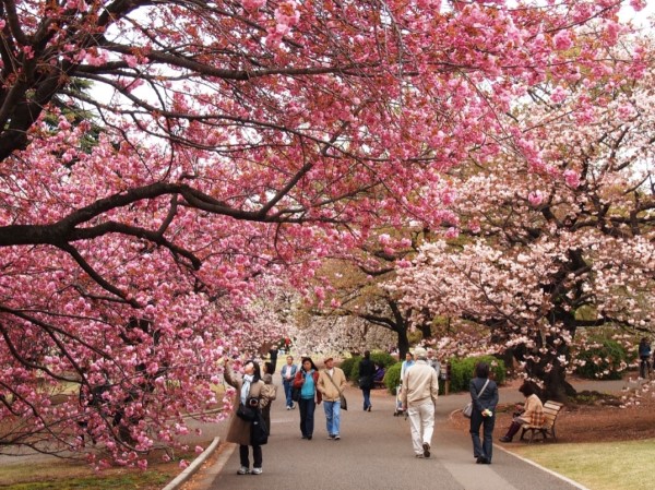Hà Nội tổ chức Lễ hội hoa anh đào Nhật Bản 2019 tại Vườn hoa Lý Thái Tổ
