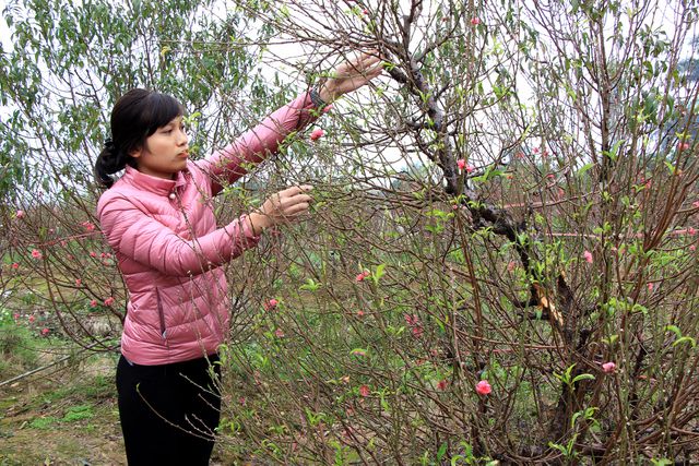 Hàng trăm gốc đào bán Tết bị kẻ xấu chặt phá, thiệt hại cả tỷ đồng