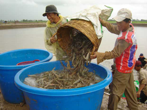 Tiêu dùng trong tuần: Giá vàng và tỏi giảm, trong khi giá thực phẩm tăng mạnh dịp cận Tết