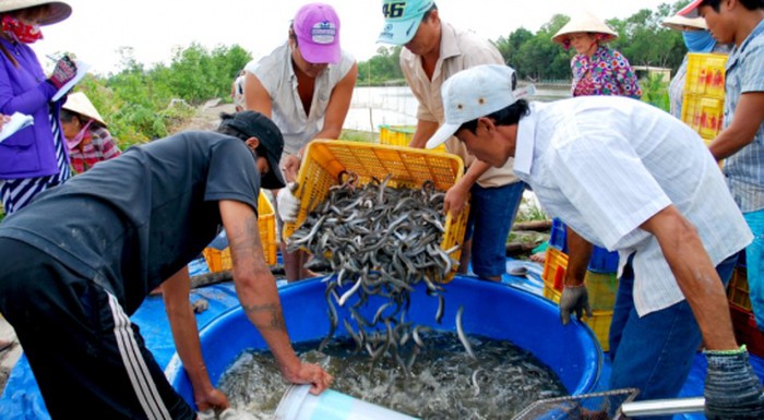 Giá cá kèo tăng mạnh ngày cận Tết, người nuôi phấn khởi