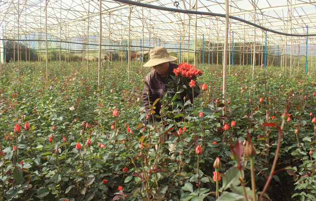 Giá hoa hồng Đà Lạt tăng vọt trước ngày Valentine