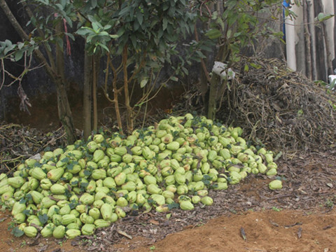 Su su rớt giá thảm hại còn 1.000 đồng/kg, quả rụng đầy vườn