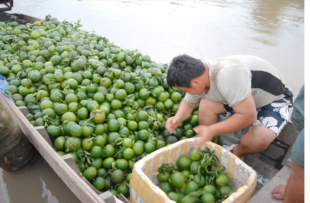 Tiêu dùng trong tuần: Giá vàng, tôm và trái cây đồng loạt giảm mạnh, trong khi thực phẩm tăng giá