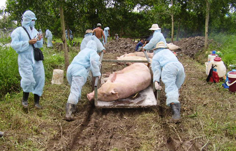 Thủ phủ chăn nuôi Đồng Nai xuất hiện ổ dịch tả heo châu Phi đầu tiên