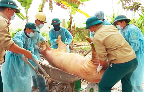 dịch tả lợn châu Phi, dịch tả lợn châu Phi ở tuyên quang, dịch tả lợn, 