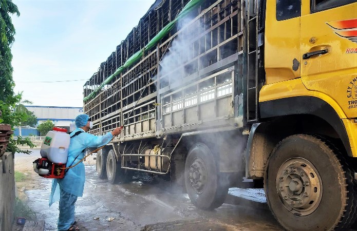 Bắt giữ xe tải chở số lượng lớn heo nhiễm dịch tả châu Phi đi bán