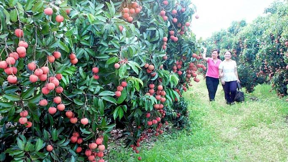 Vải thiều mất mùa, giá tăng gấp 2 lần năm trước