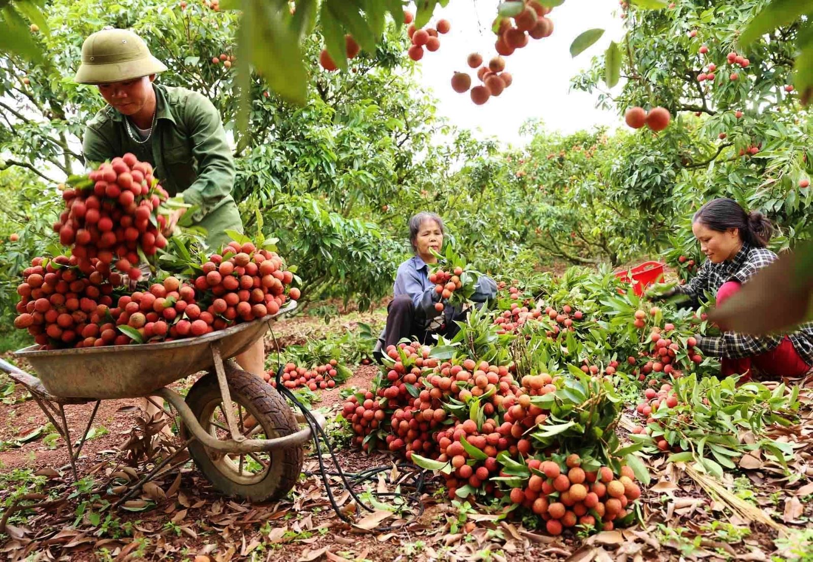 Tiêu dùng trong tuần: Giá vàng, thực phẩm và trái cây tăng mạnh, trong khi gas rớt giá