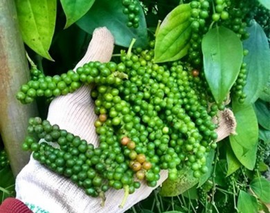 giá tiêu, giá hồ tiêu, giá tiêu hôm nay