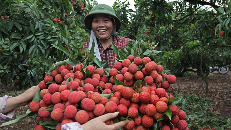 Giá vải thiều Bắc Giang cao kỷ lục, có lúc lên đến 70.000 đồng/kg