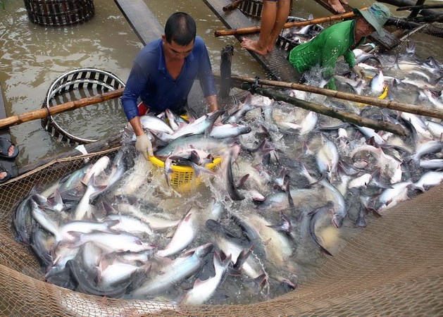 Tiêu dùng trong tuần: Giá vàng, vải, sầu riêng, ớt tăng mạnh, trong khi cá tra và mít thái rớt giá thê thảm