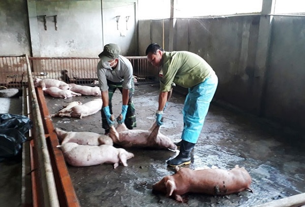 dịch tả heo, dịch tả heo long an