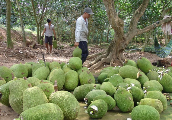 Tiêu dùng trong tuần: Giá vàng, mít, gà tăng mạnh, trong khi tôm và trứng rớt giá