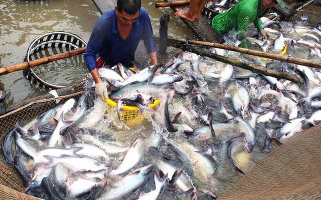 Tiêu dùng trong tuần: Giá vàng, xăng dầu, nhãn tăng mạnh, trong khi giá cá, tôm và chôm chôm giảm