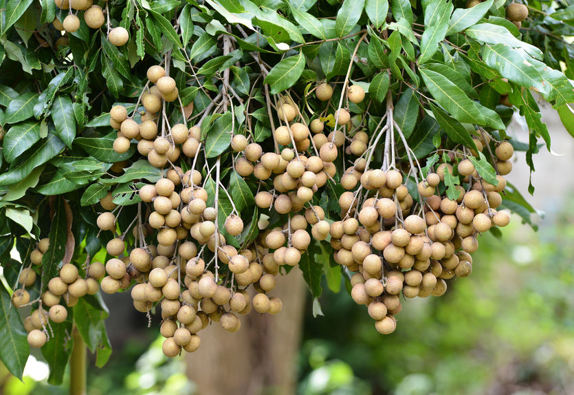 Tiêu dùng trong tuần: Giá vàng, xăng dầu, nhãn tăng mạnh, trong khi giá cá, tôm và chôm chôm giảm