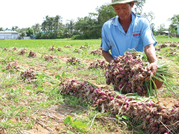 Tiêu dùng trong tuần: Giá vàng, hành tím, dứa tăng vọt, trong khi giá hải sản và sầu riêng giảm mạnh