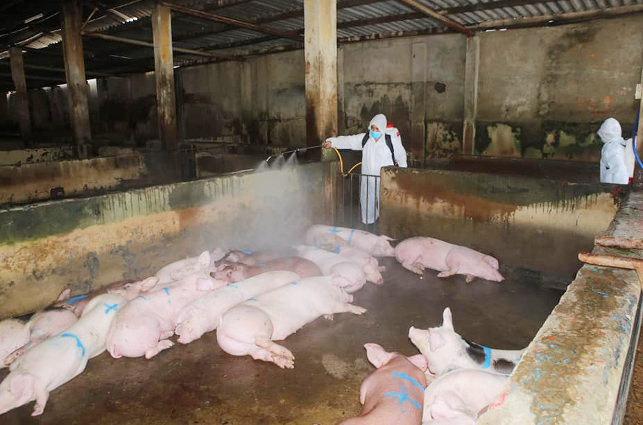 Thanh Hóa: 51 địa phương tái phát dịch tả lợn châu Phi