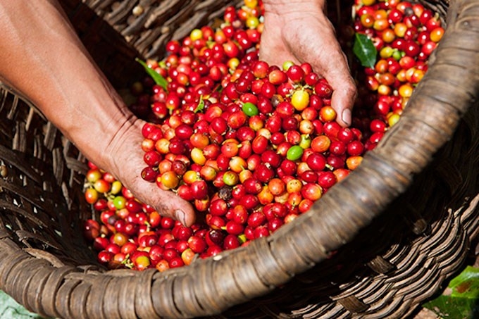 Giá cà phê hôm nay 10/10: Giảm nhẹ, dao động từ 31.700 - 32.600 đồng/kg