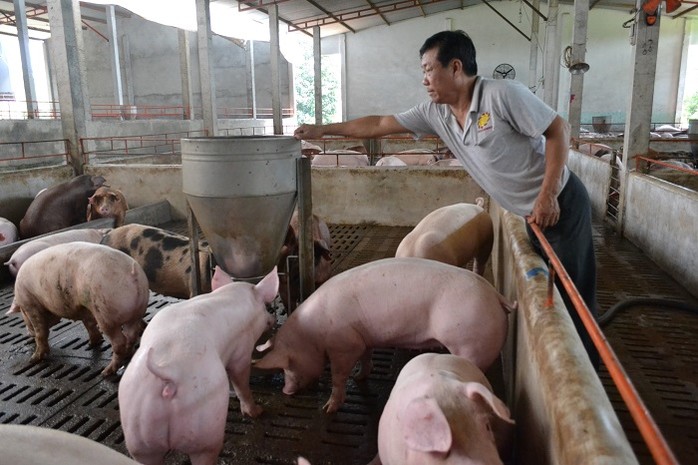 Giá heo hơi hôm nay 30/10: Hai miền Bắc - Nam đều tăng, giá heo đang ở mức cao nhất trong 3 năm qua