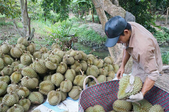 Tiêu dùng trong tuần: Giá vàng, gas, tôm và trái cây tăng mạnh, trong khi giá xăng dầu giảm