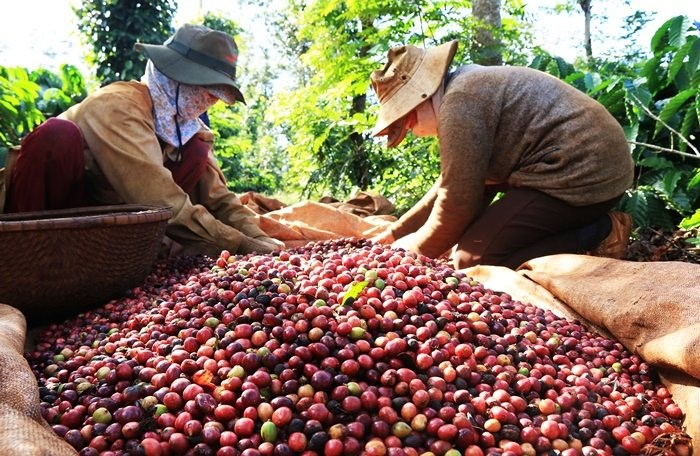 Giá cà phê hôm nay 23/11: Mức cao nhất là 33.700 đồng/kg