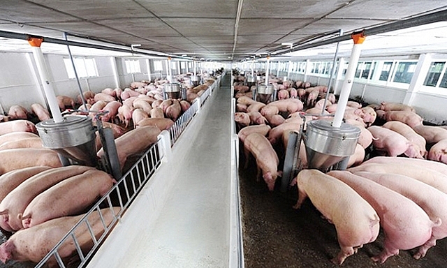 Dự báo giá heo hơi ngày mai 13/12: Tăng phi mã, cán mốc 90.000 đồng/kg