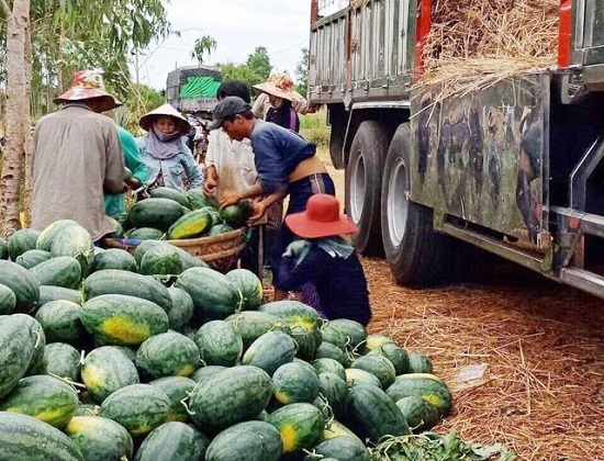 Dưa hấu bất ngờ tăng giá, nông dân Quảng Ngãi lãi lớn