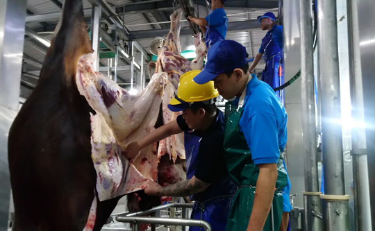 Bất thường 1.600 con trâu, bò nhập từ Úc mất dấu tại Việt Nam