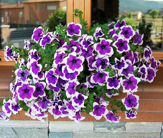 Tử vi hàng ngày - Thứ Năm 2/1/2020 của 12 cung hoàng đạo