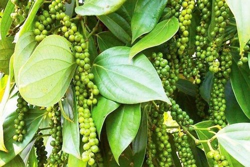 Giá tiêu hôm nay 3/1: Đi ngang, dao động từ 39.000 - 42.000 đồng/kg