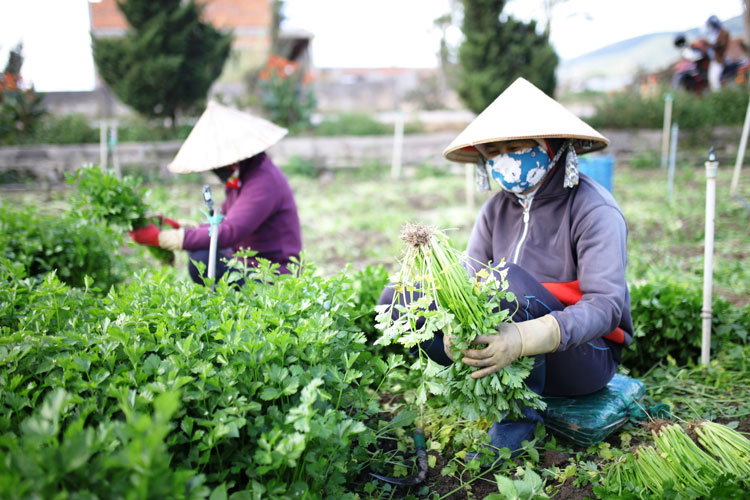 Tiêu dùng trong tuần: Giá vàng giảm, trong khi giá thực phẩm và trái cây tăng mạnh