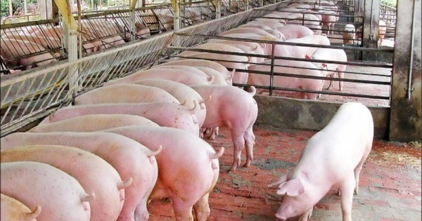 Giá heo hơi hôm nay 29/1/2020: Mức cao nhất là 86.000 đồng/kg