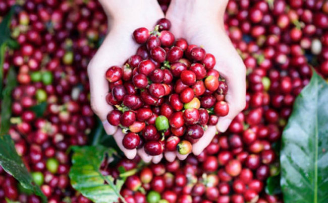 Giá cà phê hôm nay 3/3: Đồng loạt tăng 200 đồng/kg