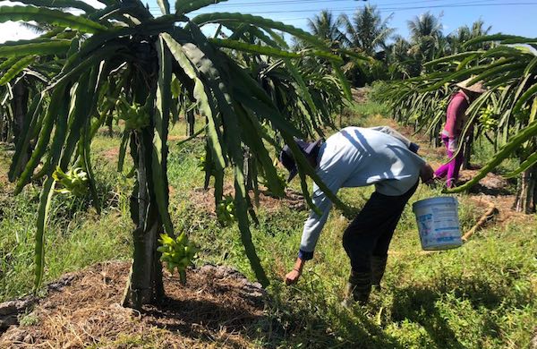 Người dân Đồng bằng Sông Cửu Long “khóc hết nước mắt” vì hạn mặn