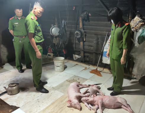 Phát hiện cơ sở mua lợn chết về quay bán cho khách