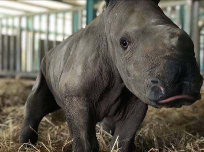 Vinpearl Safari Phú Quốc chào đón tê giác thứ 3 chào đời