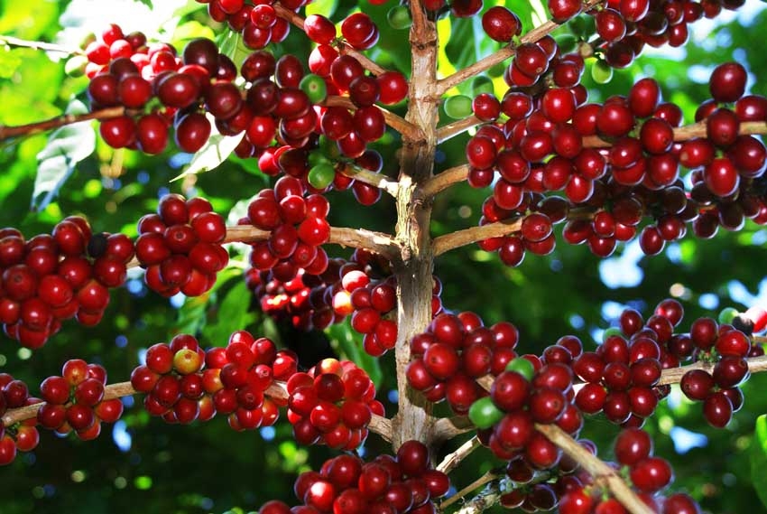 Giá cà phê hôm nay 4/4: Dao động trong khoảng 29.400 - 30.000 đồng/kg