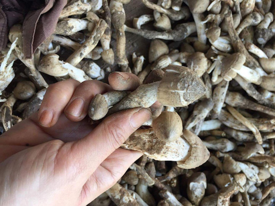 Nấm mối đầu mùa tại TP Hồ Chí Minh giá bán gần triệu đồng/kg