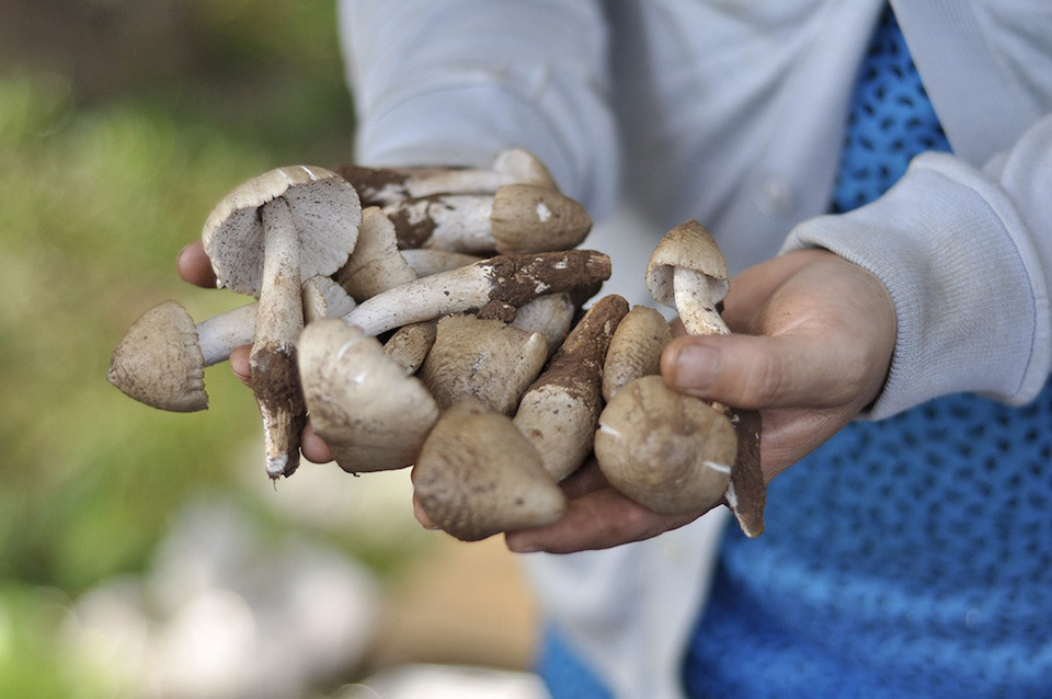 Nấm mối đầu mùa tại TP Hồ Chí Minh giá bán gần triệu đồng/kg