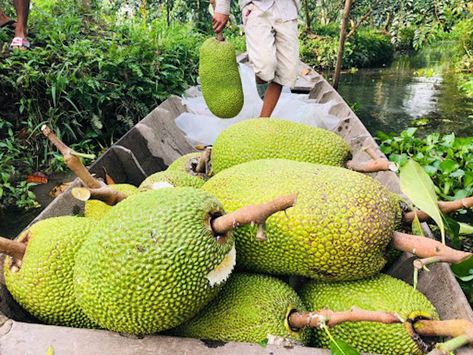 TP Hồ Chí Minh: Giá mít Thái giảm mạnh, chỉ còn 10.000-13.000 đồng/kg