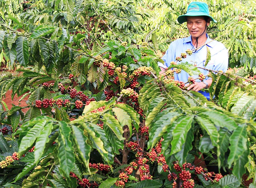 Giá cà phê hôm nay 22/5: Tăng trên cả nước