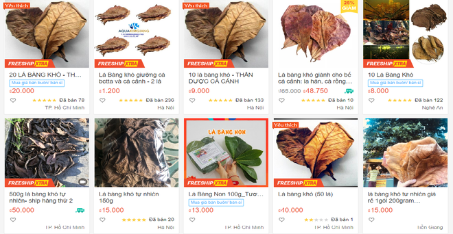Lá bàng khô "gây sốt" với giá bán 1.000/đồng/lá